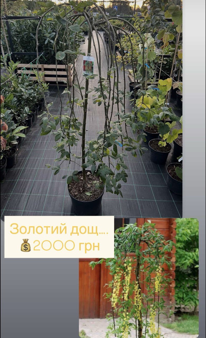 Laburnum alpinum ’Pendulum’ - штамбова форма Бобовник альпійський ’Pendulum’
