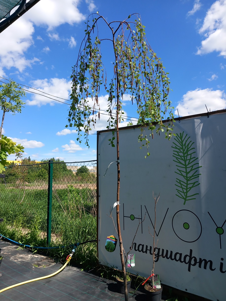 Береза повисла «Юнга» (Betula pendula 'Youngii') 220 см