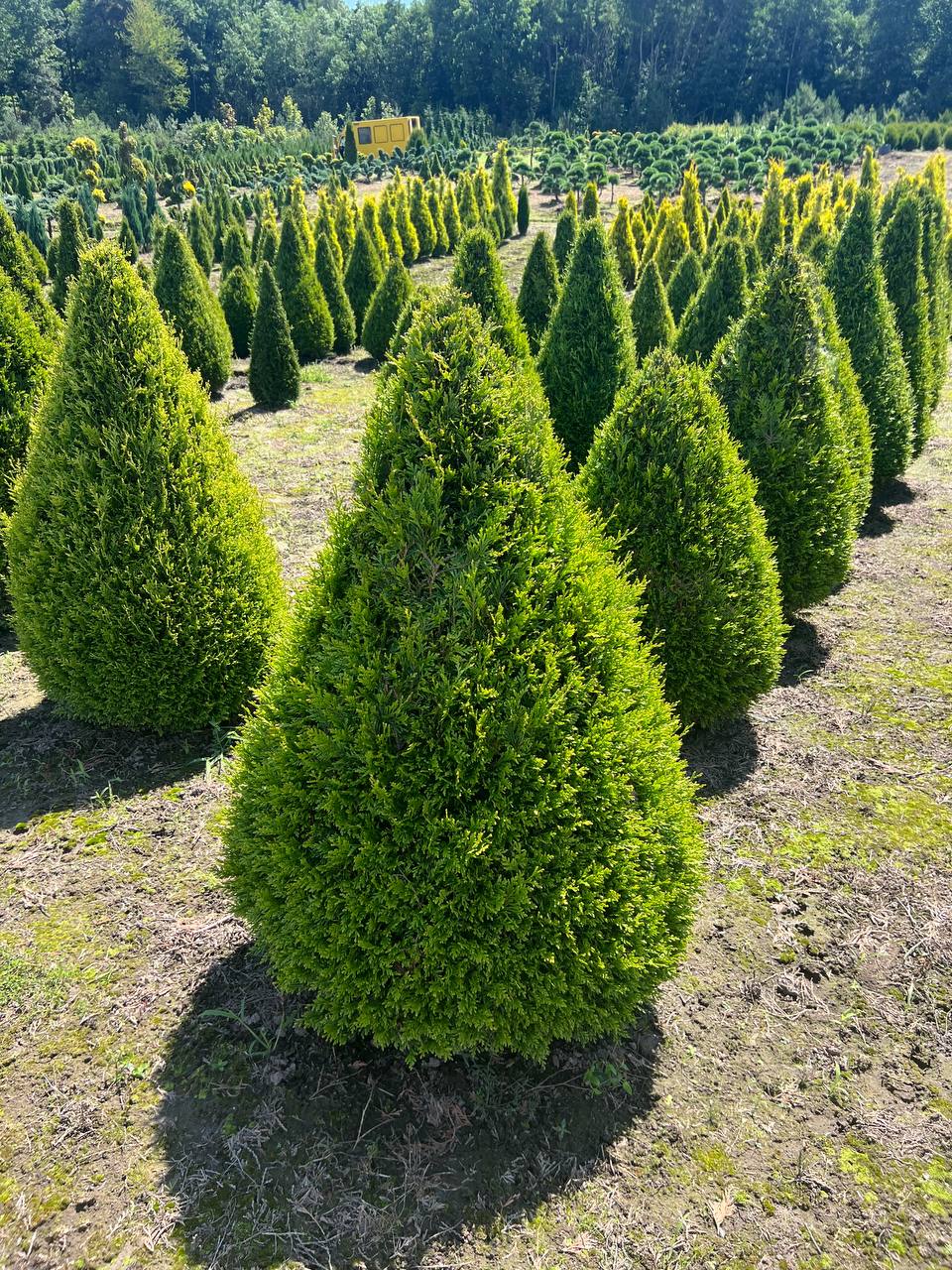 Thuja plicata Туя курнік