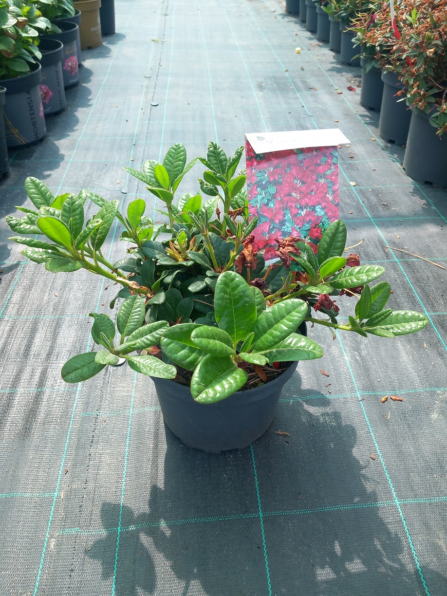 Рододендрон «Червоне Диво» (Rhododendron 'Scarlet Wonder') 30 см