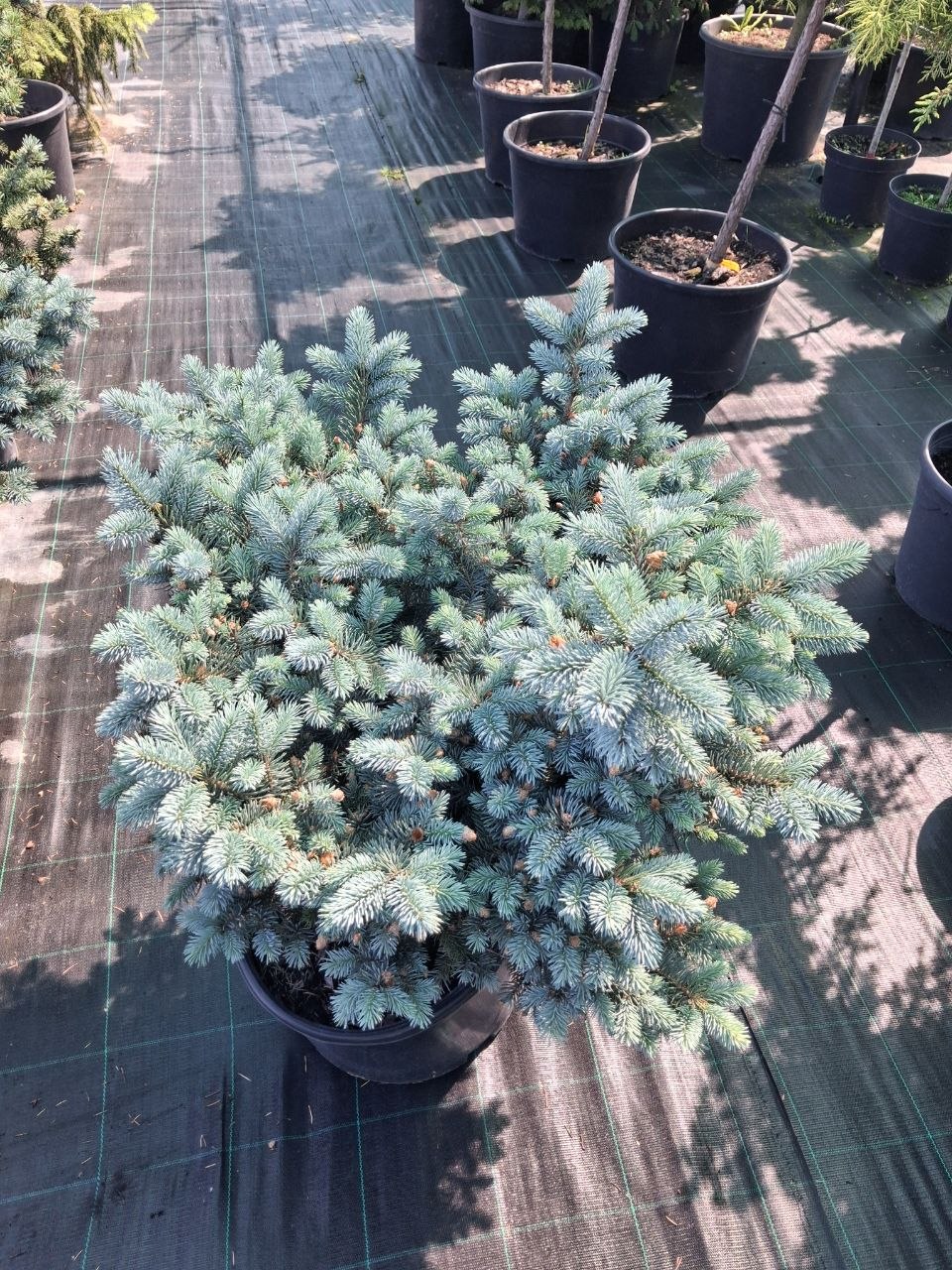 Ялина колюча Хупсі (Picea pungens Hoopsii) 60 см