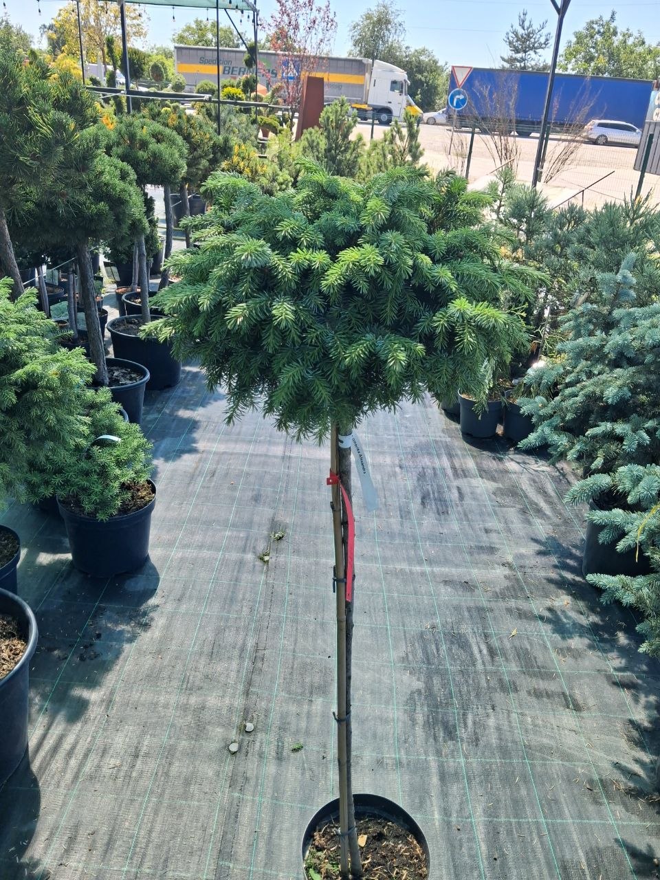 Ялина сербська Александра на штамбі (Picea omorika Alexandra) 115 см