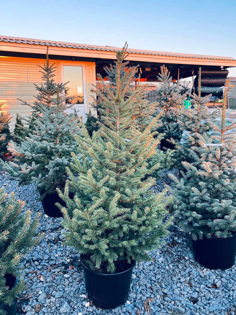 Ялина колюча блакитна Picea pungens Glauca Kaibab горщик 45-60л  Н-150-170см