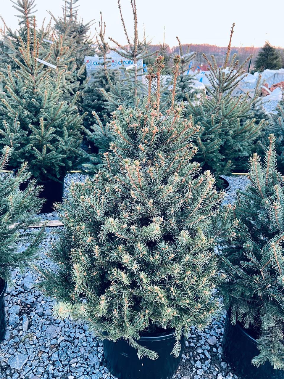 Ялина колюча блакитна Picea pungens Glauca Kaibab горщик 45-60л Н-130см