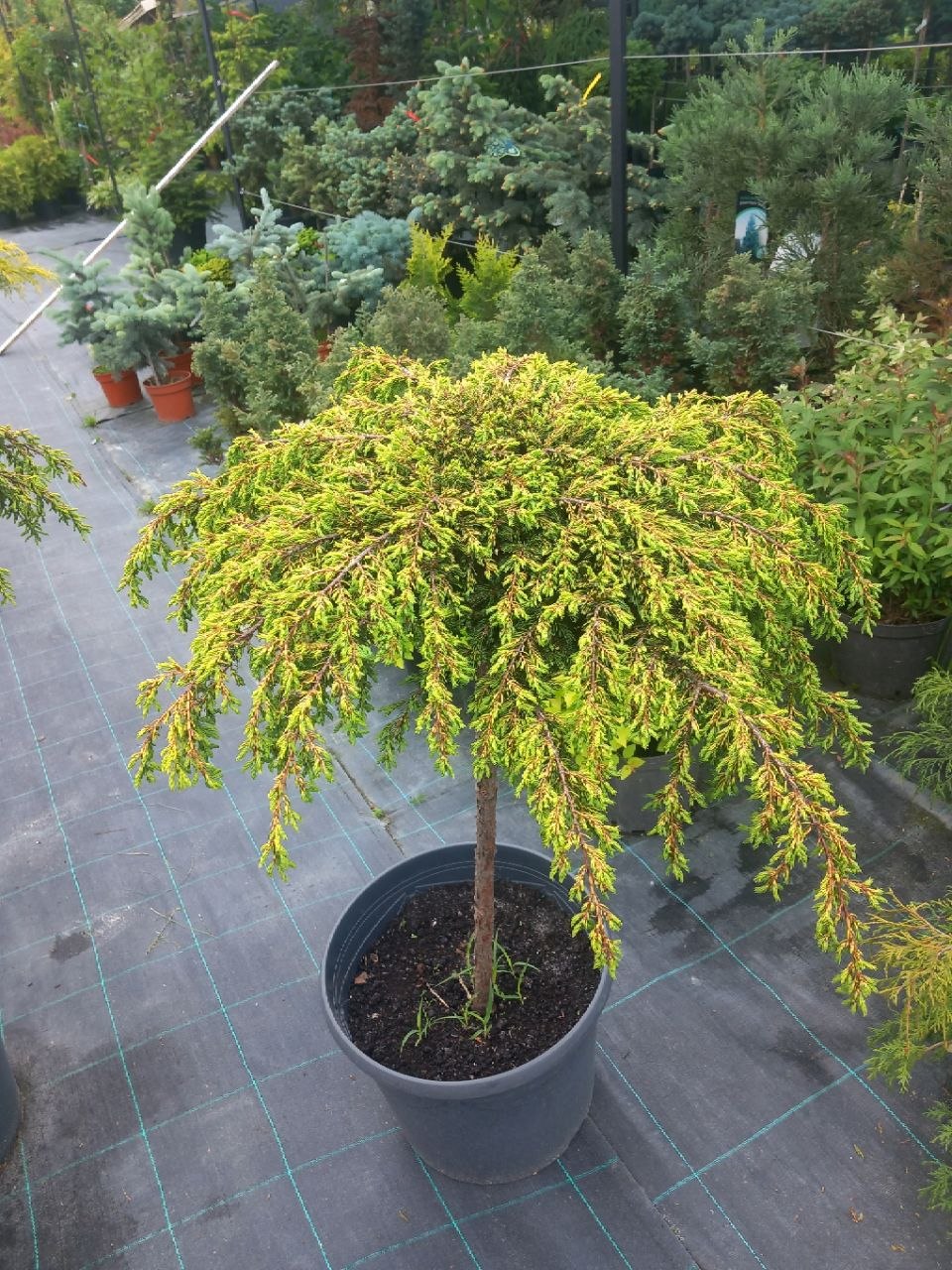 Ялівець горизонтальний Голд Шатц (Juniperus horizontalis) 80 см