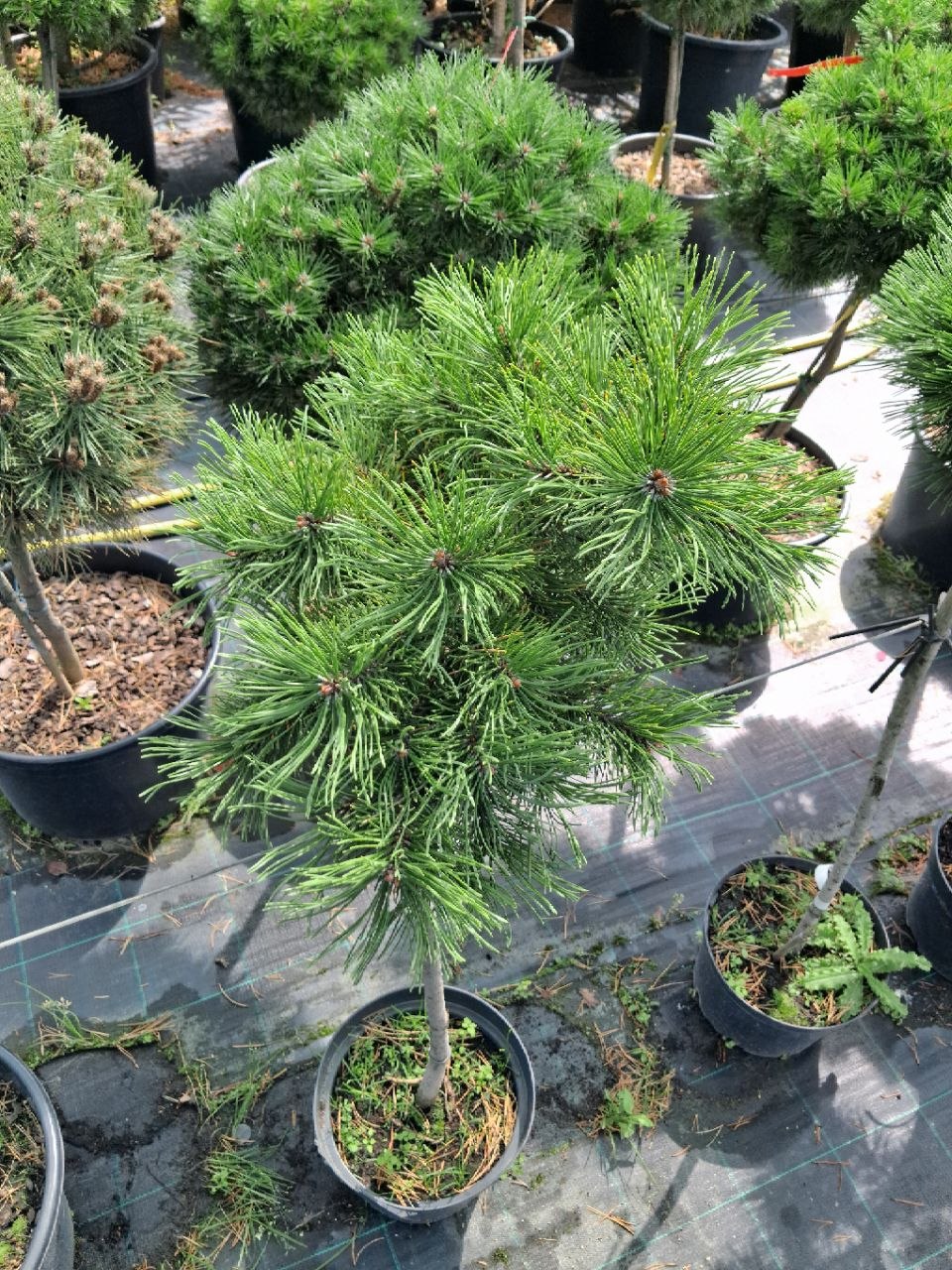 Сосна гірська Starkl (лат. Pinus mugo 'Starkl') 100 см