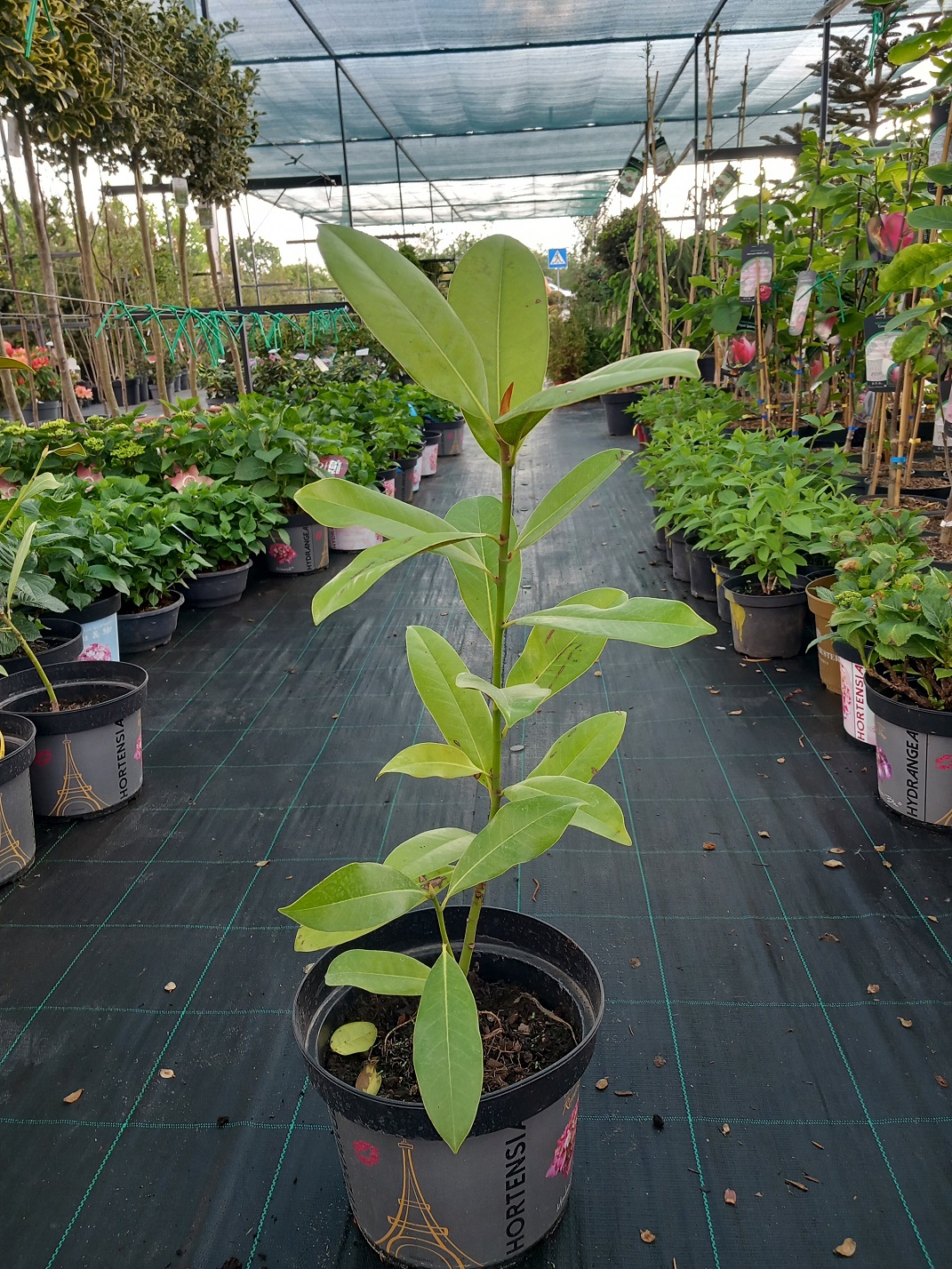 Магнолія грандіфлора «Дабл Нантайс» (Magnolia grandiflora 'Double Nantais') 40-60 см