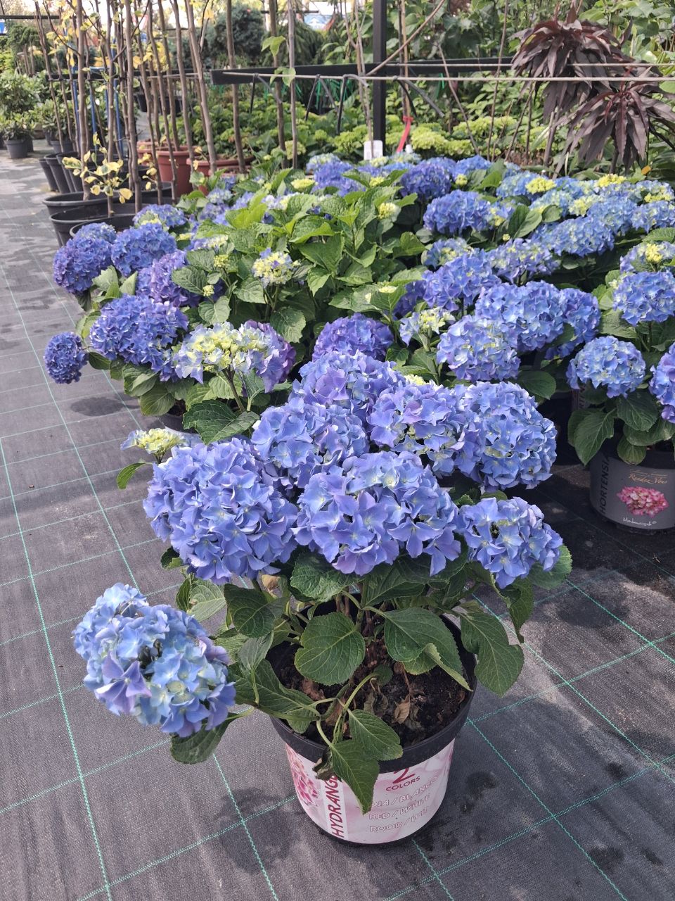 Гортензія великолисткова Рембрандт® Елегант Роза Блу (Hydrangea macrophylla Rembrandt® Elegant Rosa Blue)  40 см