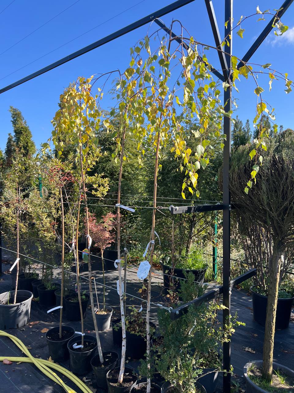 Береза бородавчата повисла Юнгі (Betula pendula Youngii)