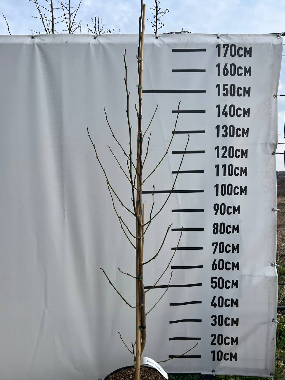 Магнолія Кобус (Magnolia kobus)  180 см