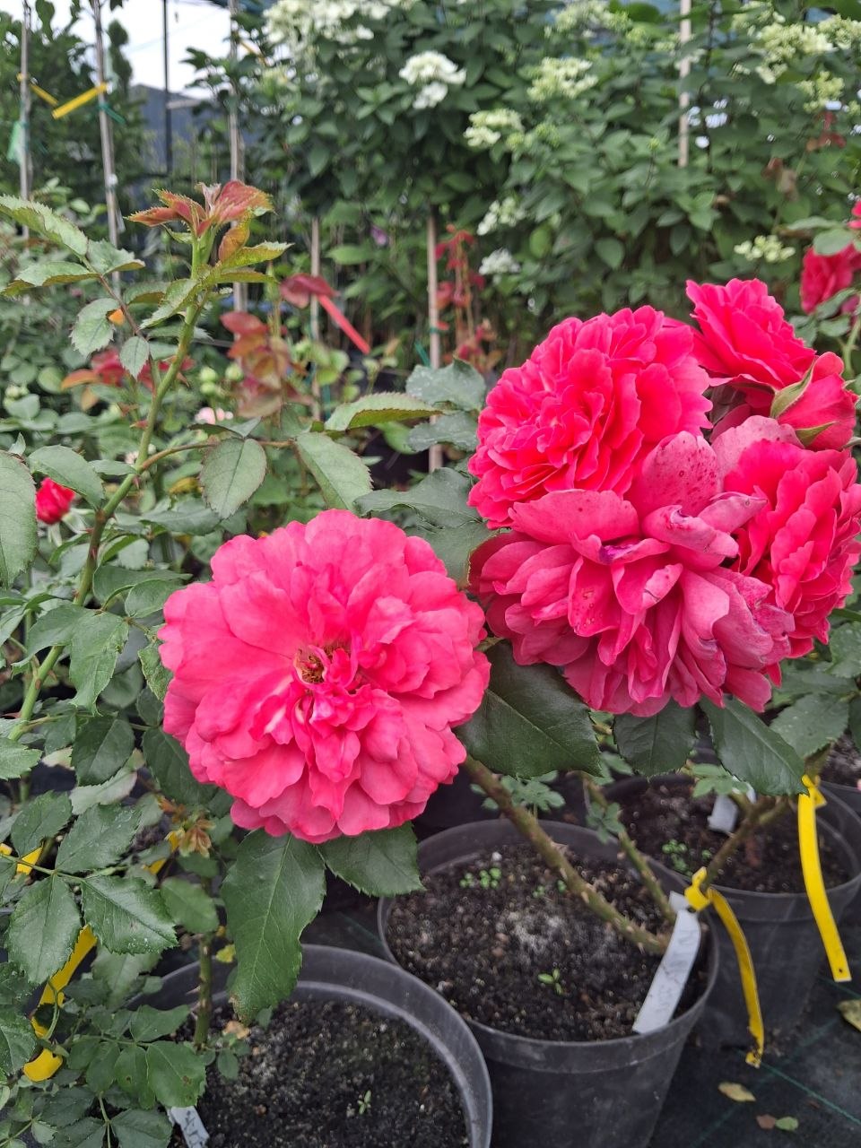 Троянда плетиста Rosarium Uetersen (лат. Rosa 'Rosarium Uetersen')