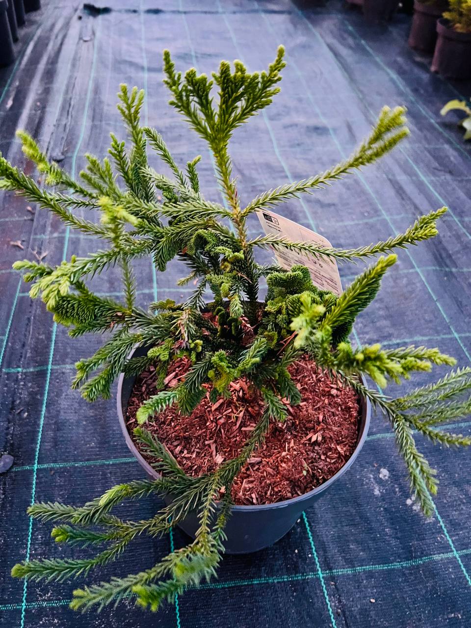 Криптомерія японська "Serama" Cryptomeria japonica "Serama"