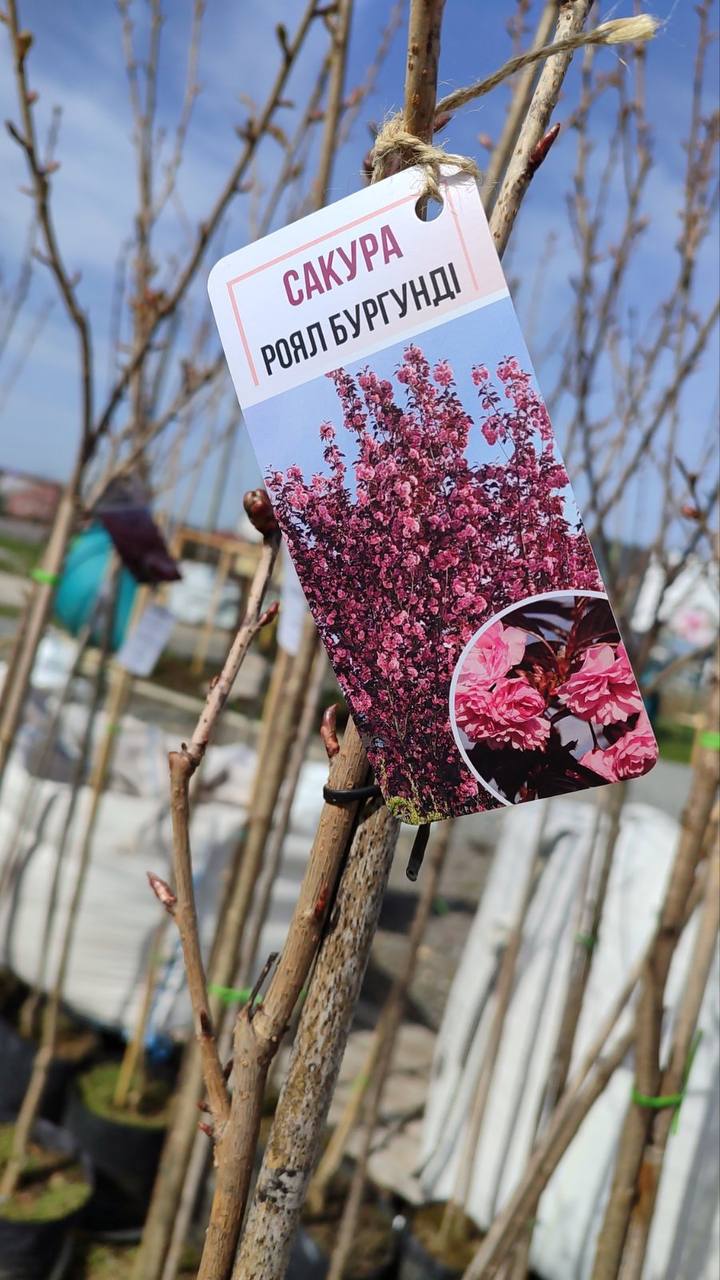 Сакура ''Роял Бургунді'' 170 см