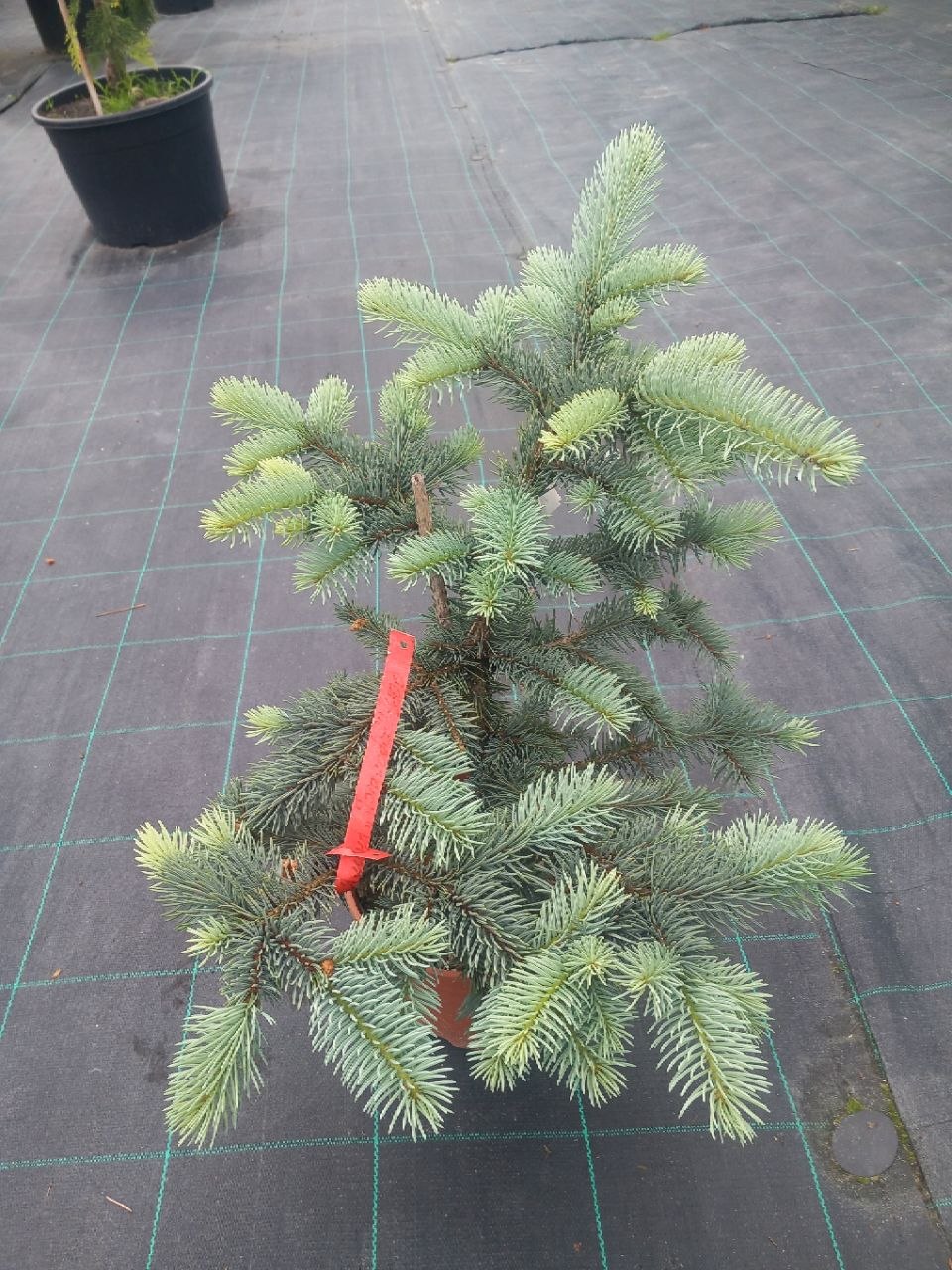 Ялина колюча Біалобок (Picea pungens) 50 см