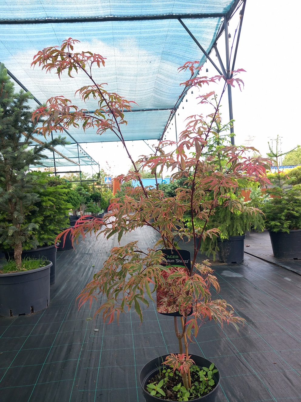 Клен пальмолистий «Шіраз» (Acer palmatum 'Shirazz'') 90-110 см