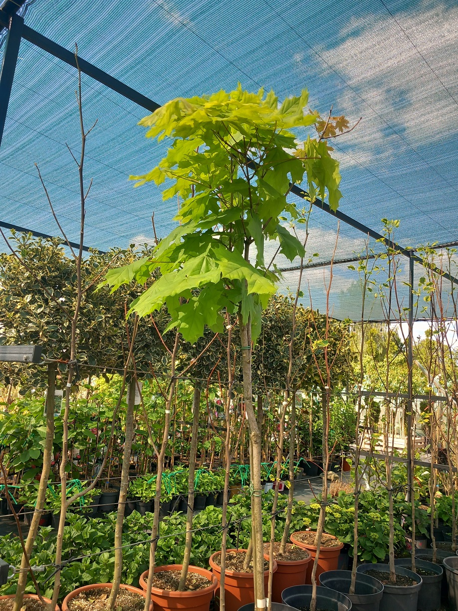 Клен гостролистий «Друммонді» (Acer platanoides 'Drummondii') 190 см