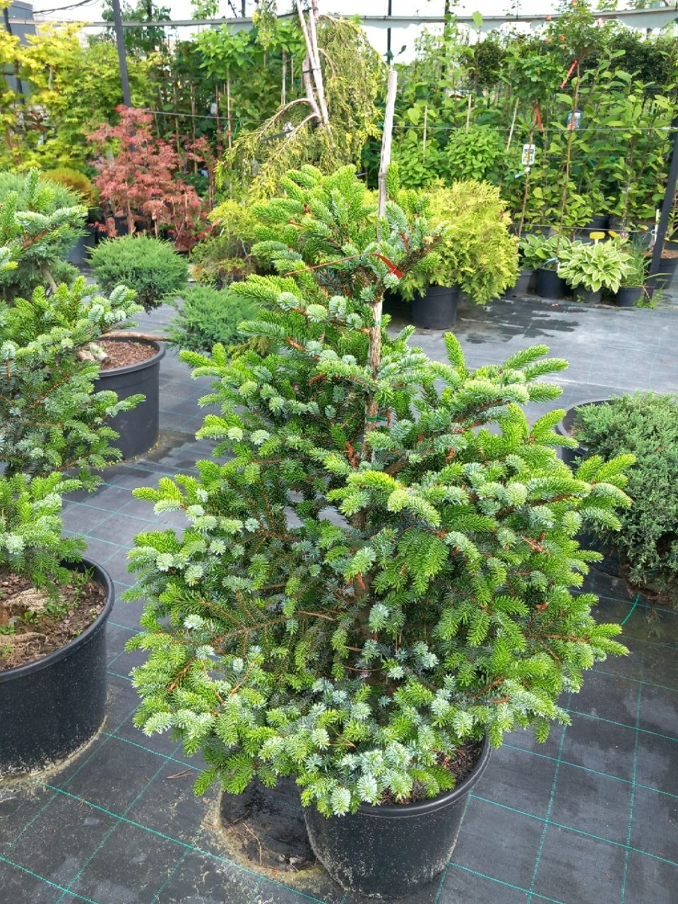 Ялиця двоколірна (Abies bicolor) 90 см