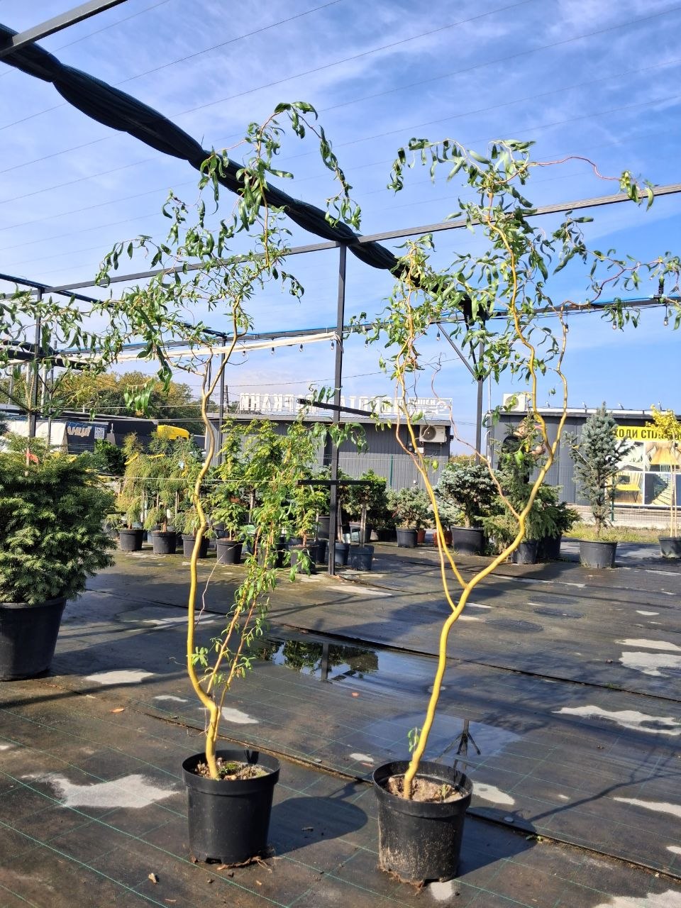 Верба матсудана (лат. Salix matsudana) 1.2-1.6 м