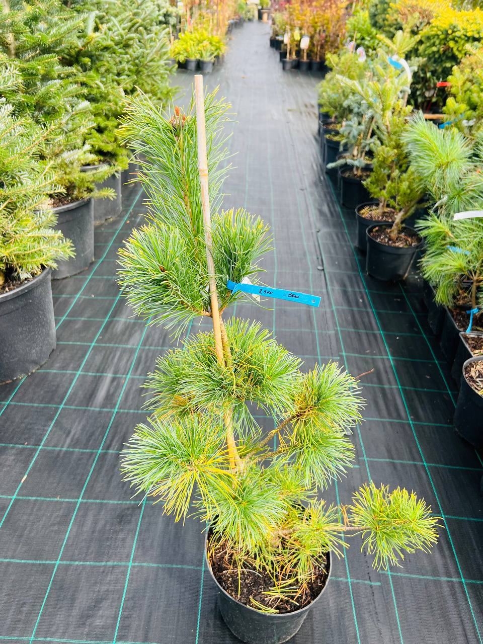 Сосна дрібноквіткова 'Goldilocks'Pinus parviflora Goldilocks