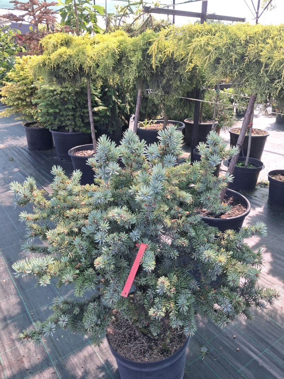 Ялина колюча Блу Вотерс (Picea pungens Blue Waters) 70 см