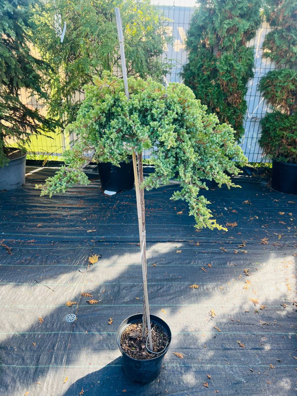 Ялівець Juniperus procumbens Nana на штамбі  d крони - 40 см