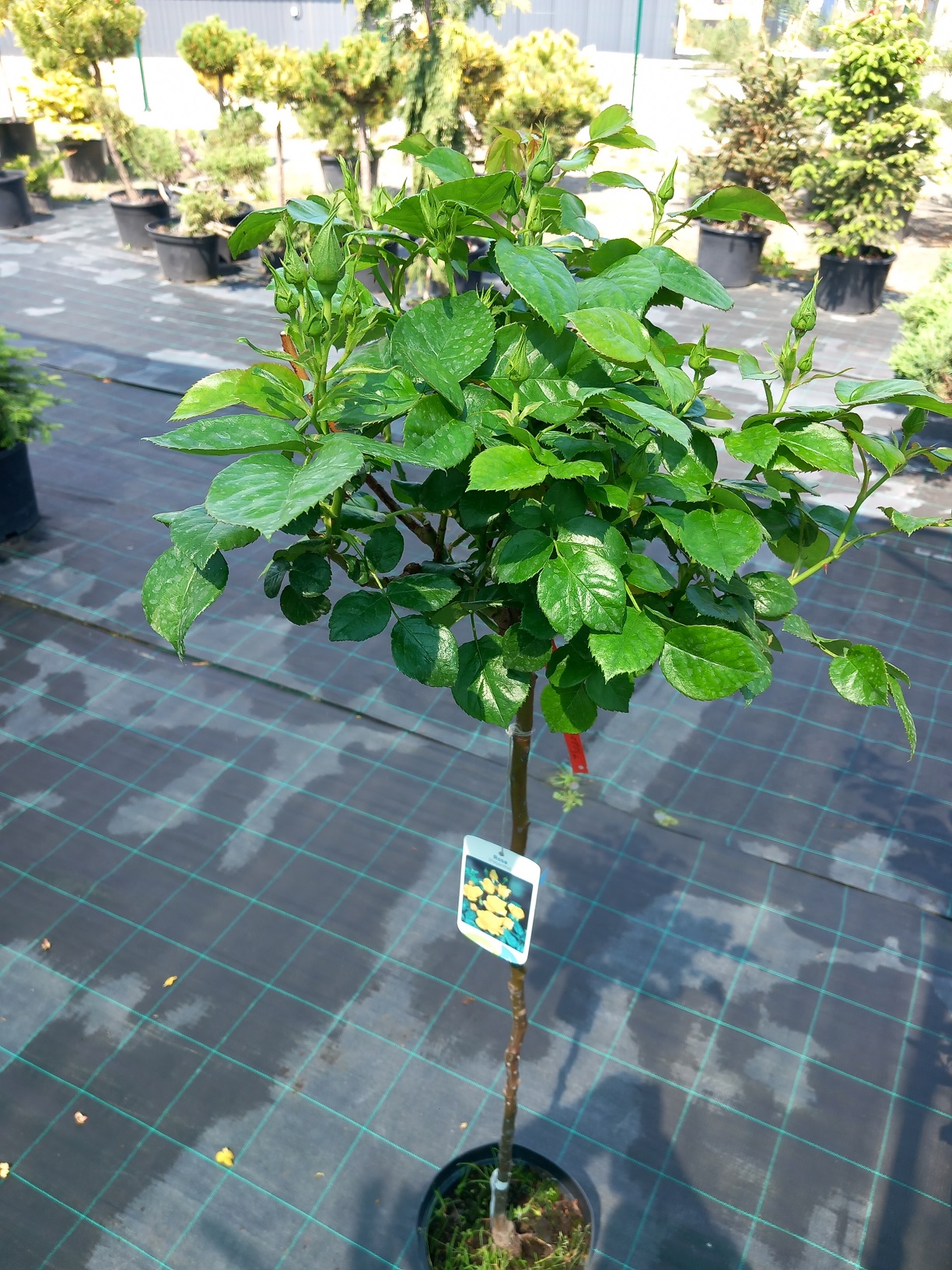 Троянда «Фріезія» (Rosa 'Friesia') 140 см