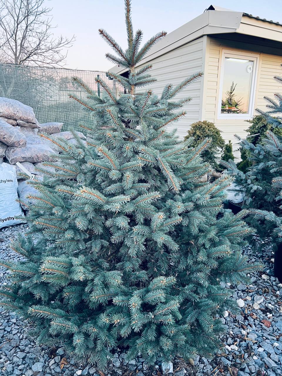 Ялина колюча блакитна Picea pungens Glauca Kaibab горщик 45-60л Н-200 см