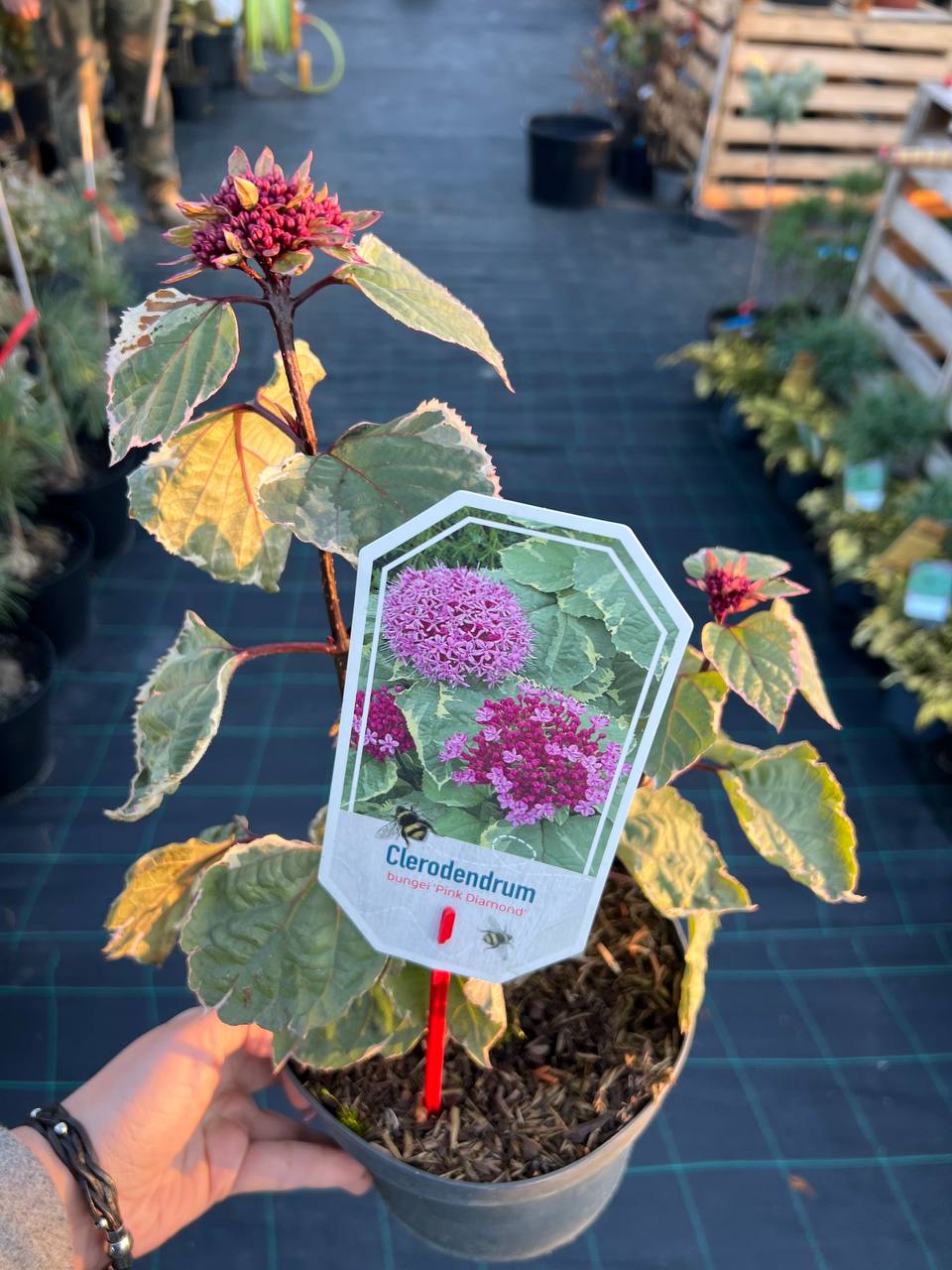 КЛЕРОДЕНДРУМ БУНГЕ 'ПИНК ДАЙМОНД' (Hydrangea paniculata)